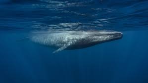 giant space ‘hole’ discovered and rare whale behavior captured shocking science updates this week