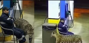 Gas Station Worker Faces Down Leopard in Terrifying Encounter — And Lives to Tell the Tale